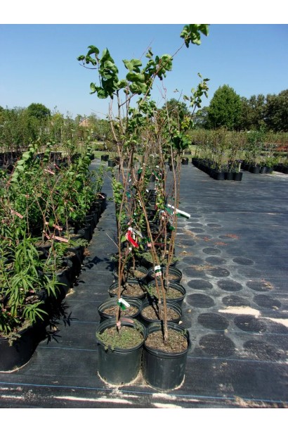 Абрикос колоновидный Компанило саженцы  в контейнере